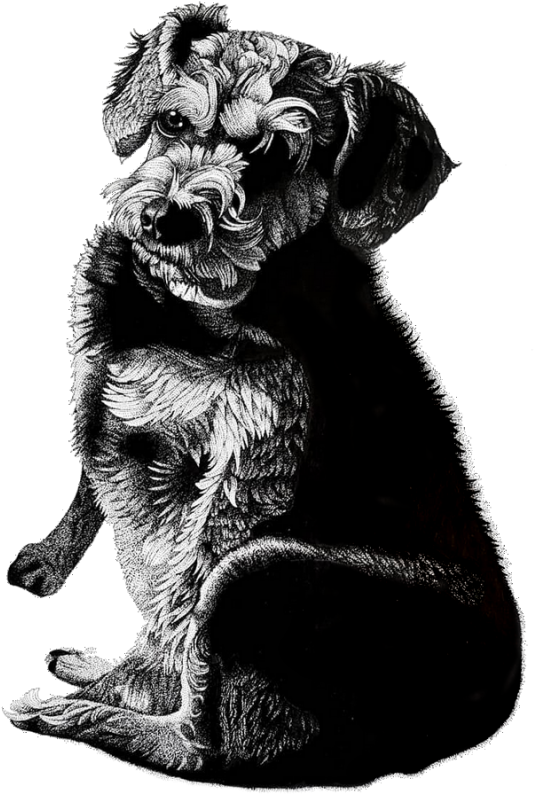 This Is A Drawing Of My Old Friend Martha - Dog Yawns (800x954), Png Download