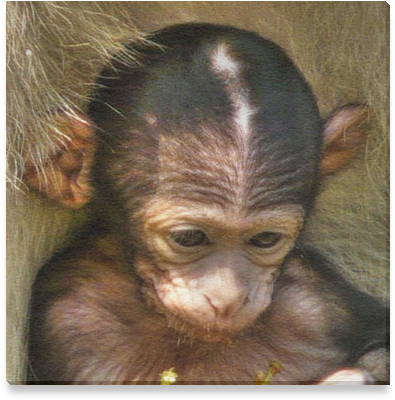 Macaque (800x800), Png Download