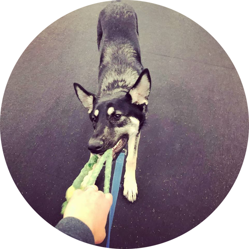 Take A Tired And Happy Dog Home With You After Work - Dog Catches Something (800x800), Png Download