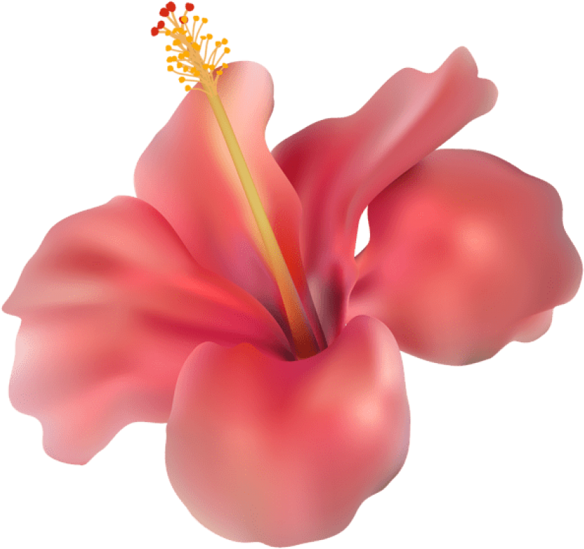 Free Png Hibiscus Transparent Png Images Transparent (850x799), Png Download