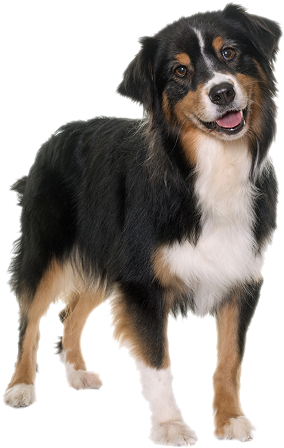 Pastore Tricolore (519x685), Png Download