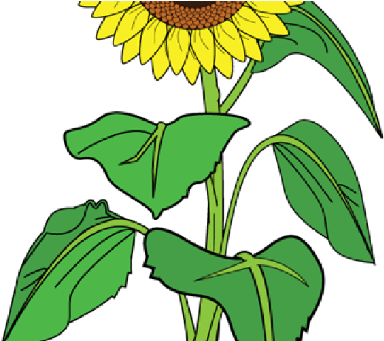 Image Transparent Stock Girl Free On Dumielauxepices - Clipart Picture Of Sunflower (640x480), Png Download