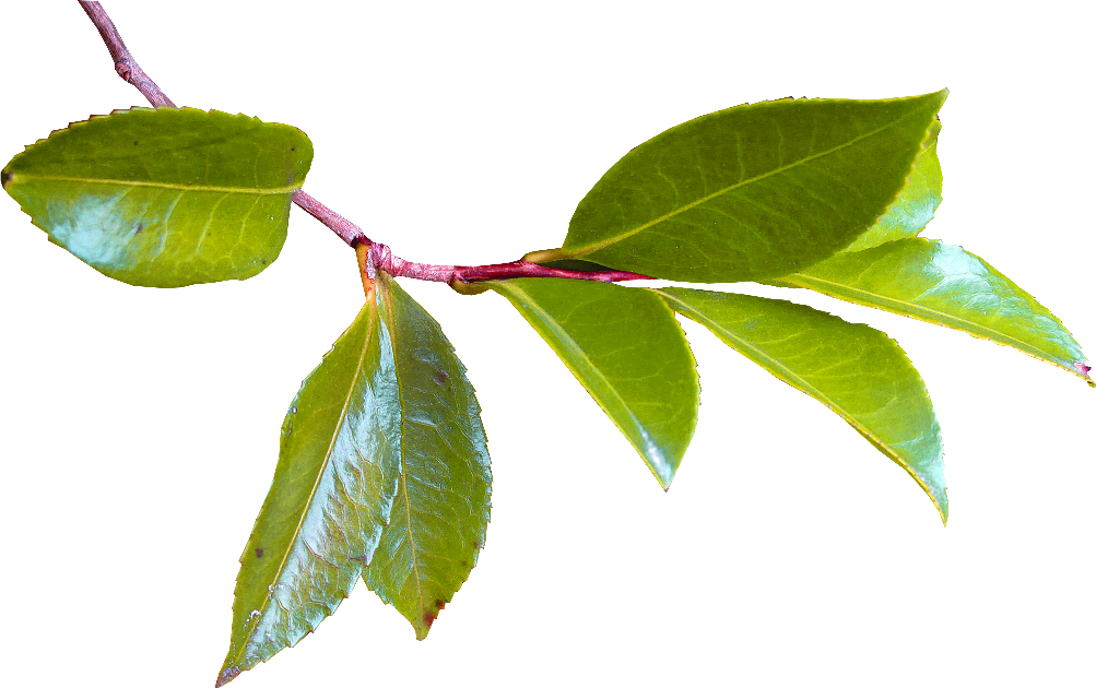 Volver - Hojas De Arboles Png (1003x630), Png Download