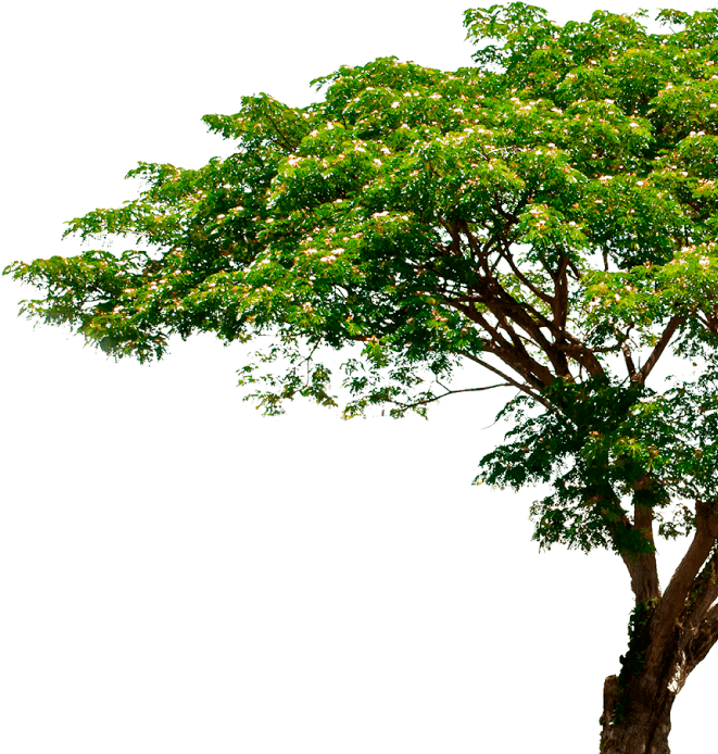 Tree Shutterstock (670x718), Png Download