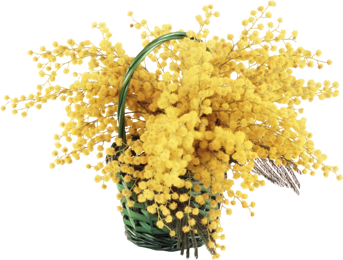 Mimosa Cornice Png (700x530), Png Download