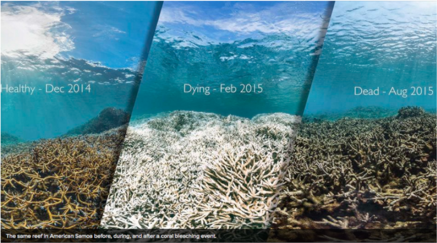 The Same Reef In American Samoa Before, During And - Hanauma Bay Coral Bleaching (940x564), Png Download