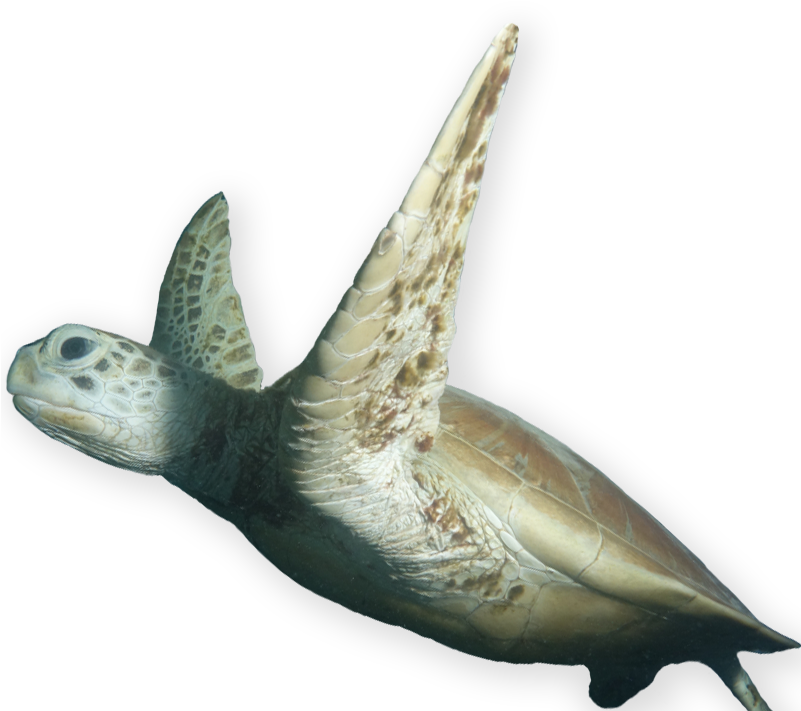 A World Leading Supplier Of On Reef Facilities For - Marine Mammal (800x800), Png Download