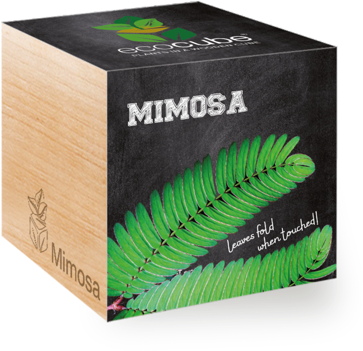 Schokoladenblume (800x800), Png Download