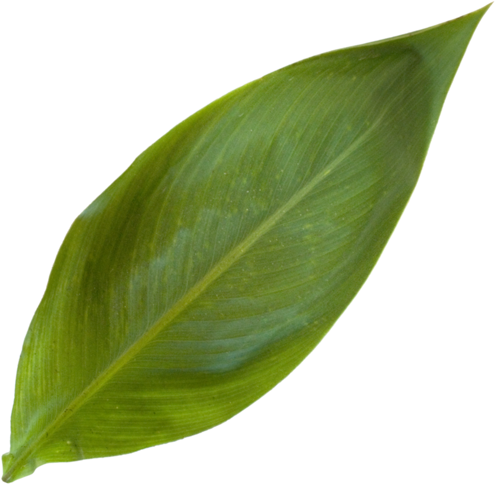Canna Lilly Leaf - Houseplant (1000x1000), Png Download
