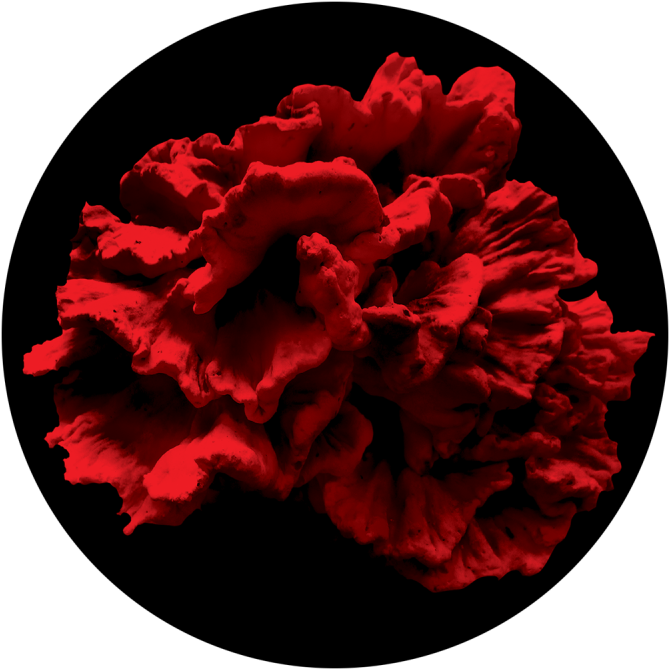 Single Coral Reef - Common Peony (800x800), Png Download