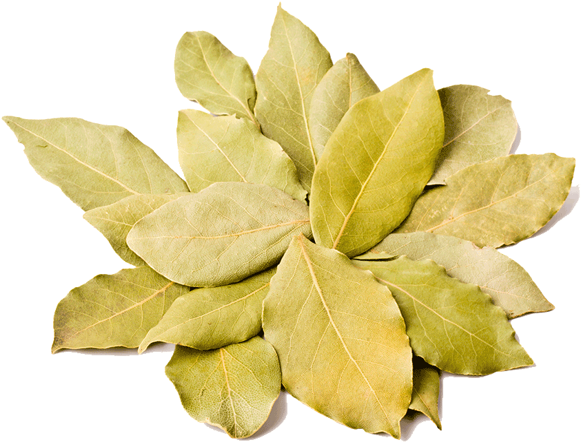 Bay Laurel (847x1000), Png Download