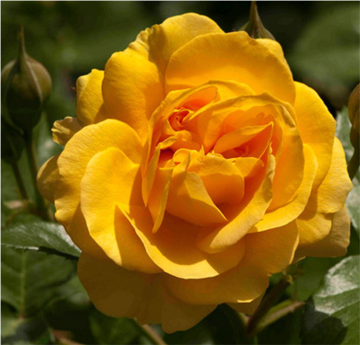 Shooting Star Roses Shooting Star Roses - Shooting Star Rose (1200x700), Png Download