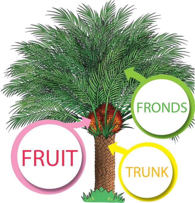 The Productive Oil Palm - Palm Oil Tree Png (654x753), Png Download