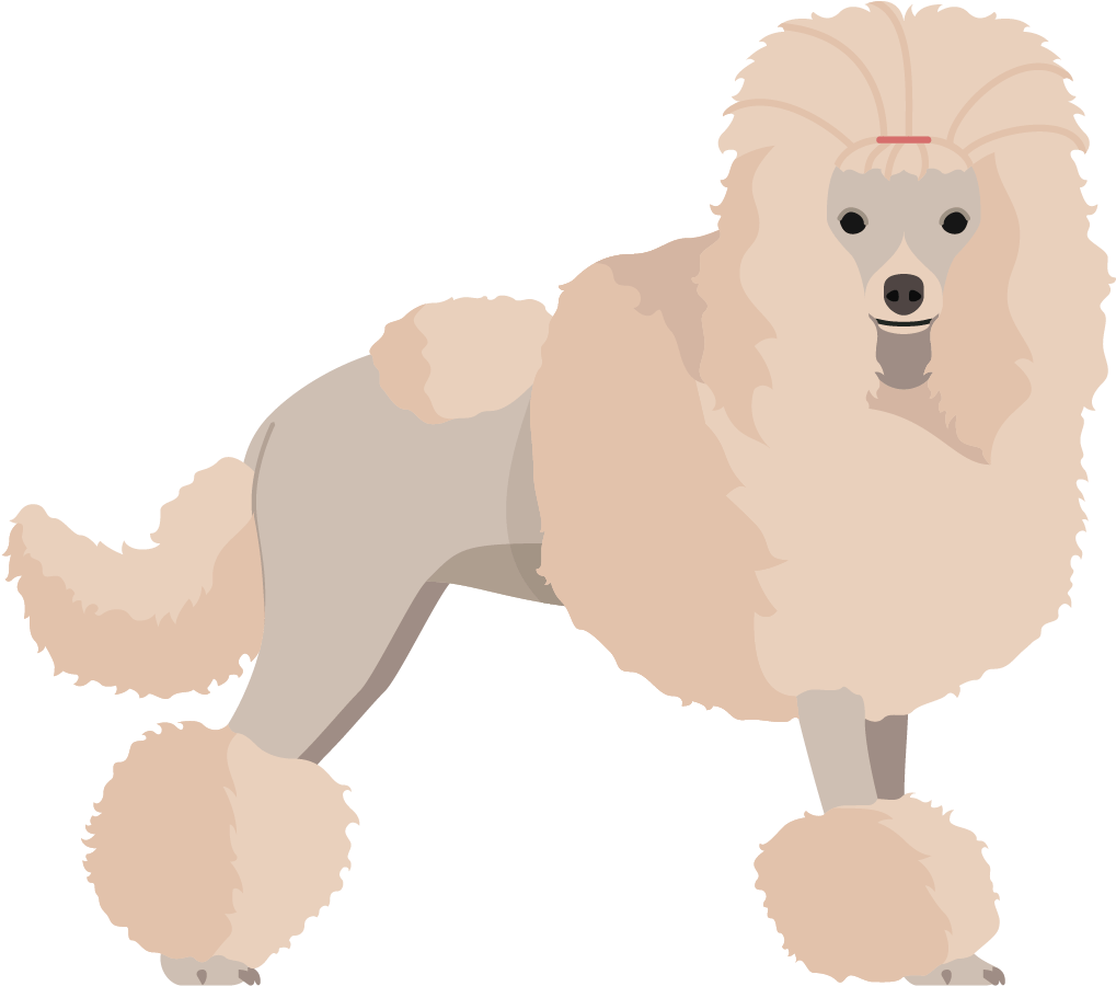 Poodle (1661x2221), Png Download