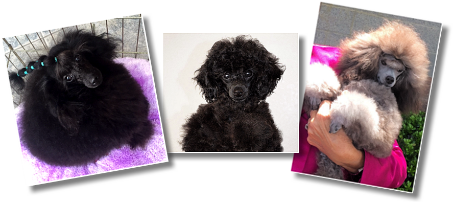 Picture - Standard Poodle (900x400), Png Download