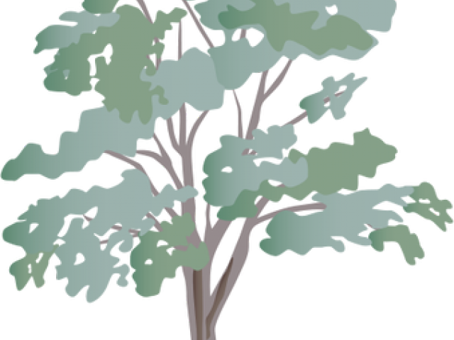 Eucalyptus Clipart Transparent - Eucalyptus Tree Symbol (640x480), Png Download
