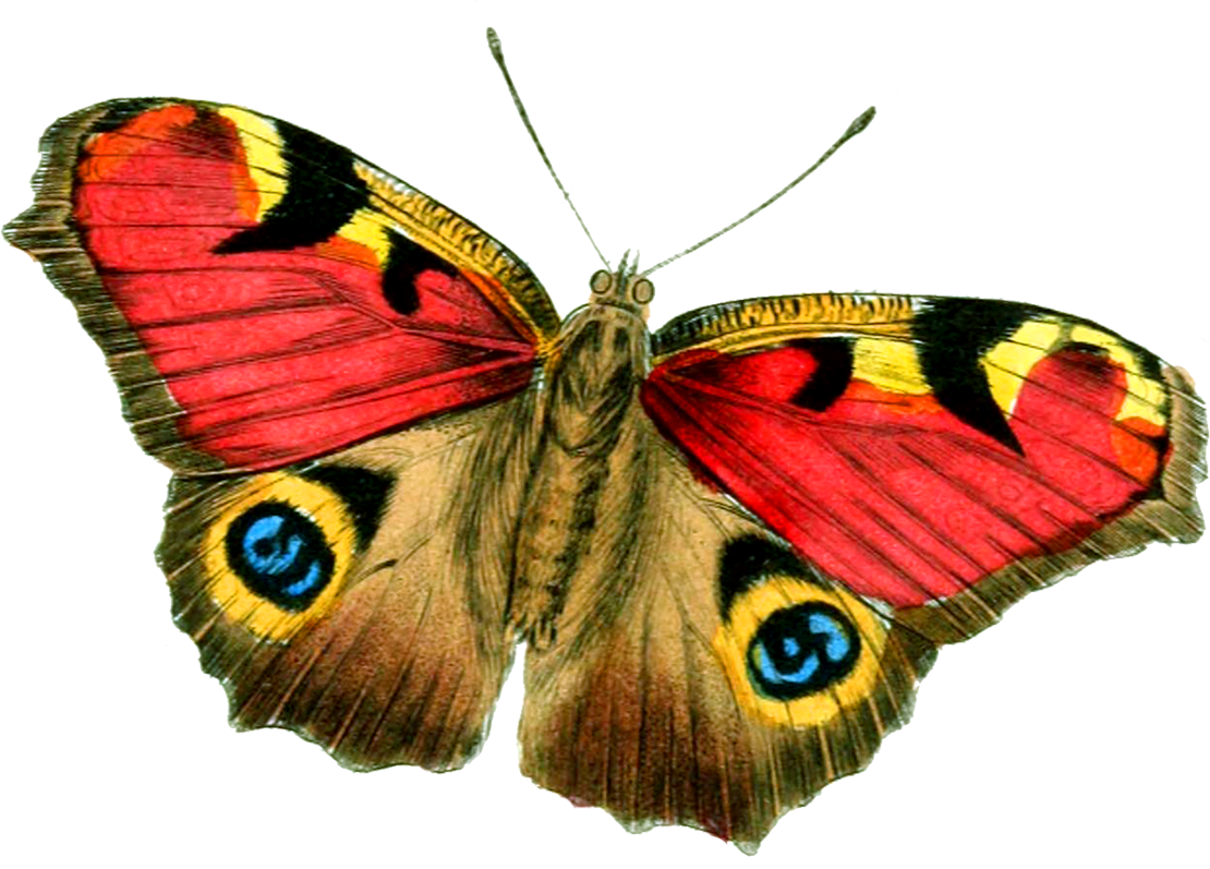 Butterfly Png Clipart Yellow And Green Transparent - Real Butterfly Png Transparent (1110x797), Png Download