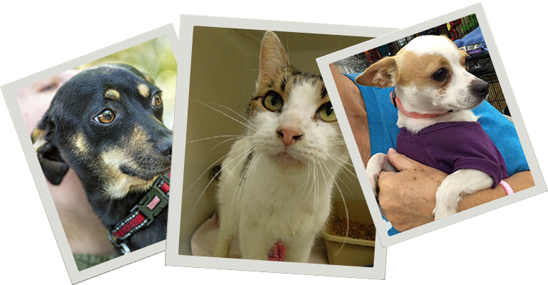 Pet Resources - Chihuahua (768x400), Png Download