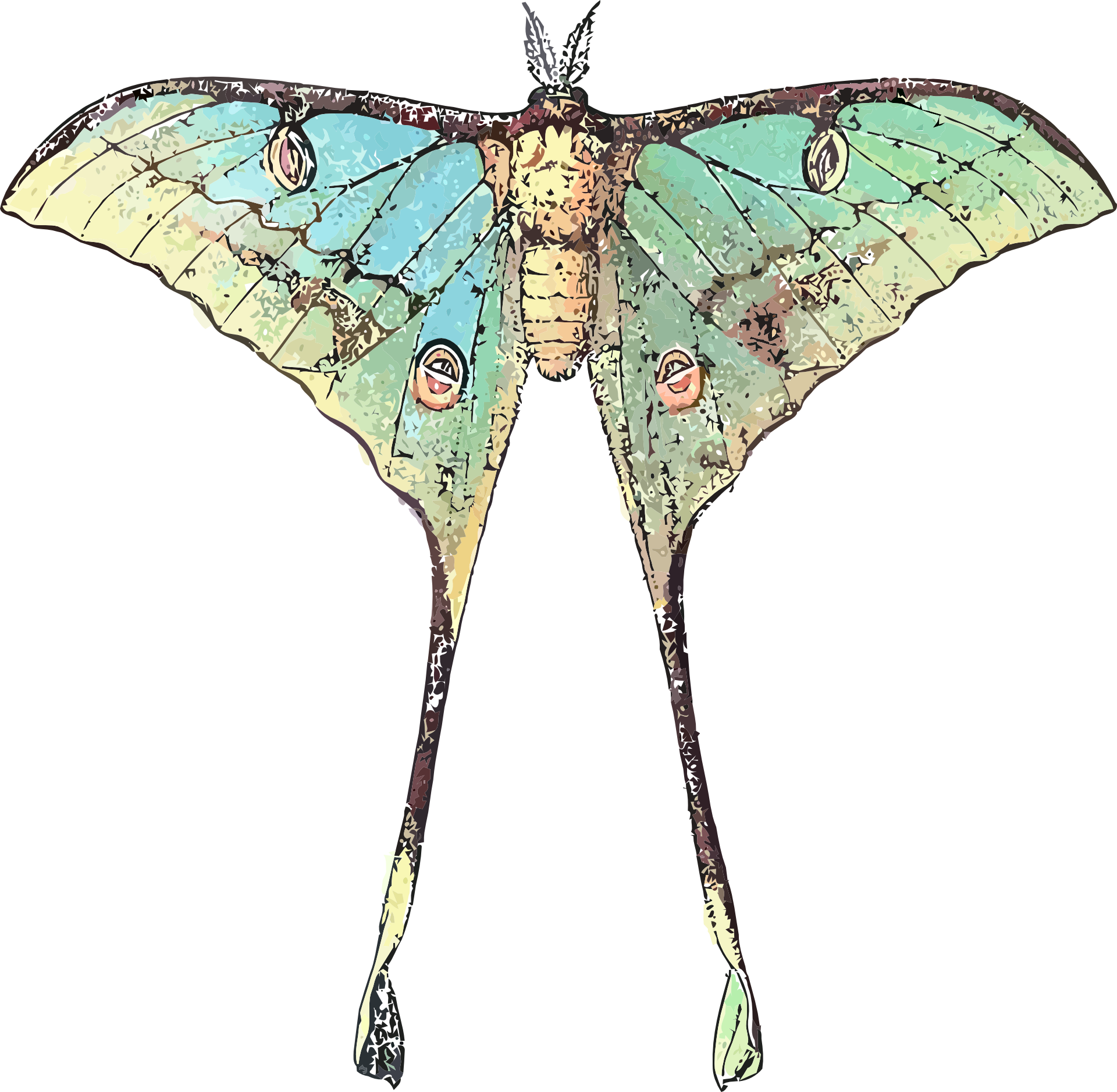 Drawing Of A Butterfly Insect With Long Wings - Luna Moth Scientific Illustration (1920x1877), Png Download