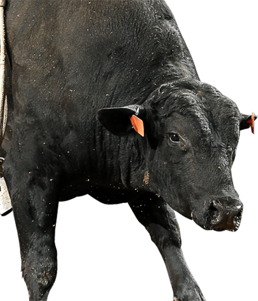 Rising Sun - Dairy Cow (513x600), Png Download