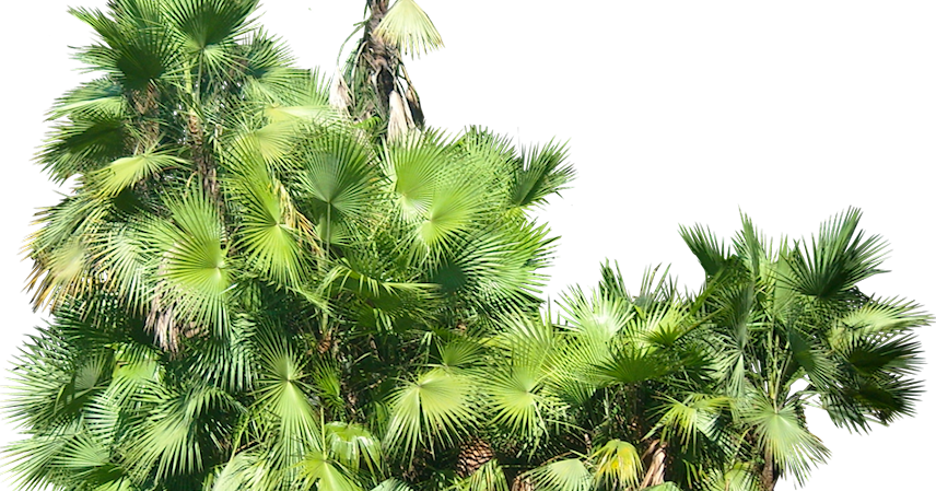 Tropical Plant Pictures Acoelorrhaphe Wrightii - Tropical Bushes Photoshop (856x449), Png Download