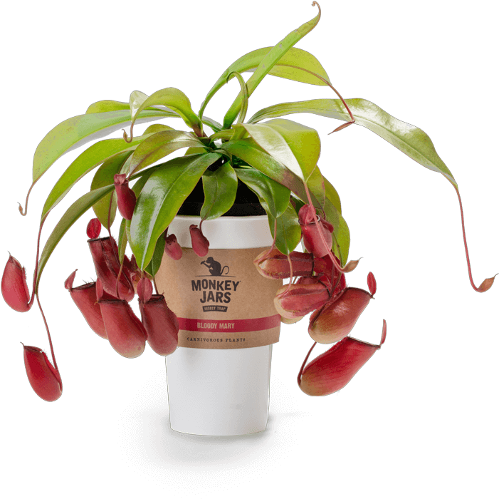 What Are Monkey Jars - Monkey Jar Plant (777x700), Png Download