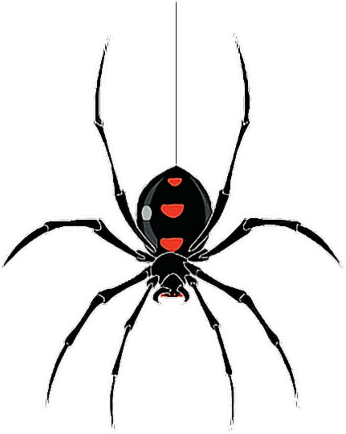 Free Image Spider (1024x1024), Png Download