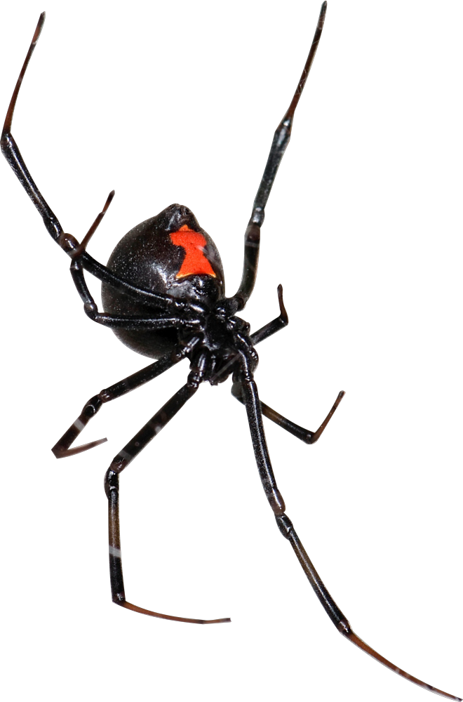 Spider - Black Widow (660x1000), Png Download