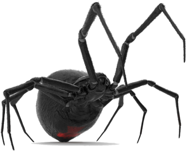 Spider Control - Black Widow (700x550), Png Download