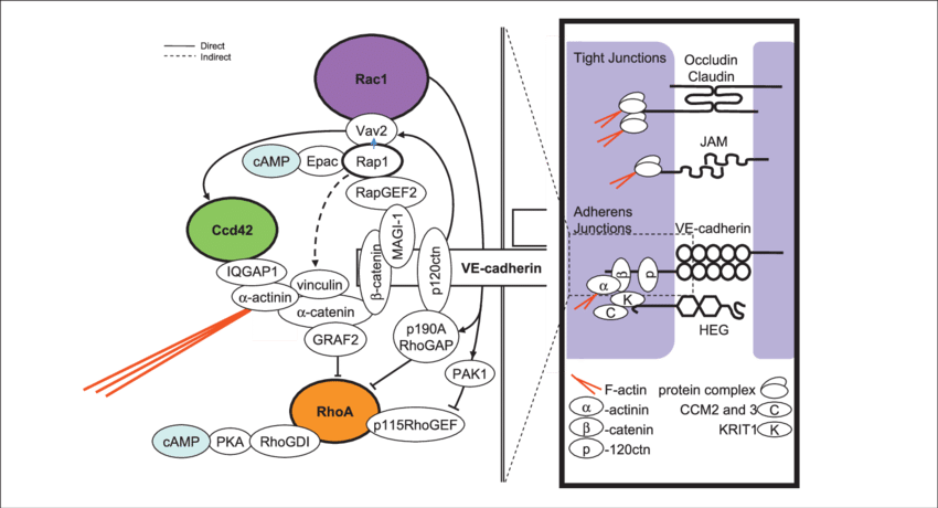 The Major Tj And Aj Protein Interactions Are Indicated - Diagram (850x460), Png Download