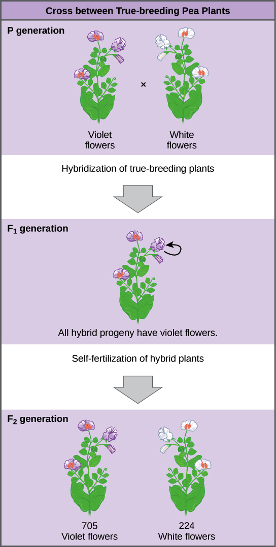 1 The Work Of Gregor Mendel Worksheet Answers 44 Fresh - Cross Between True Breeding Pea Plants (544x1076), Png Download