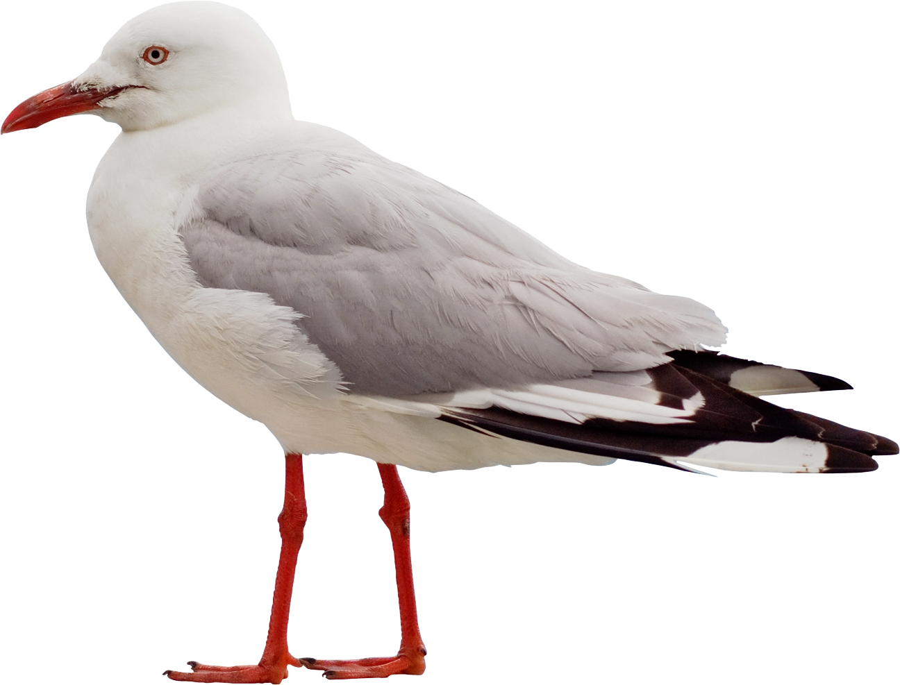 Download Png Image Report - Seagull Png (1296x987), Png Download