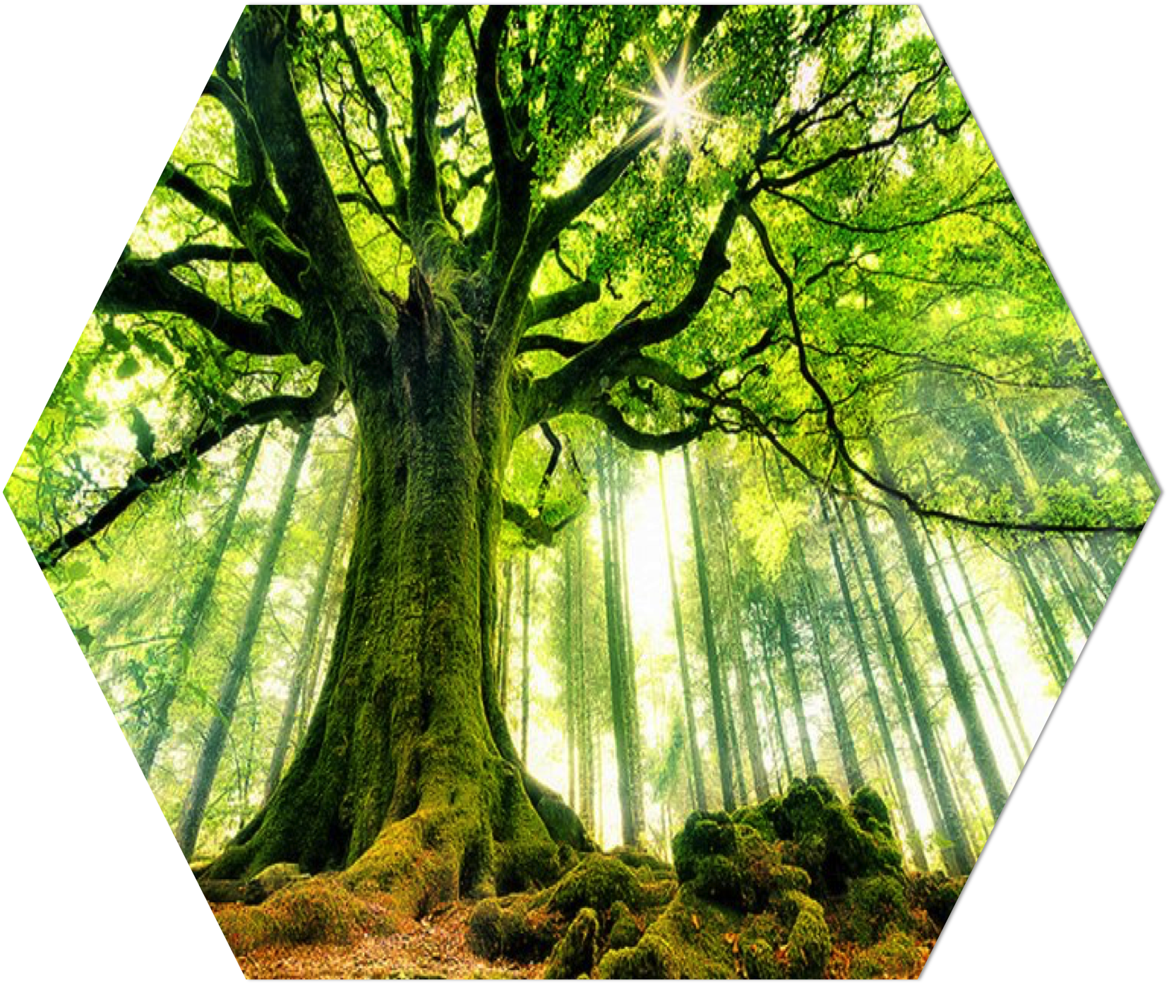 As Opposed To Using Entire Barks Of Trees, Our Paper - Paesaggio 3d Per Pareti (1656x1395), Png Download