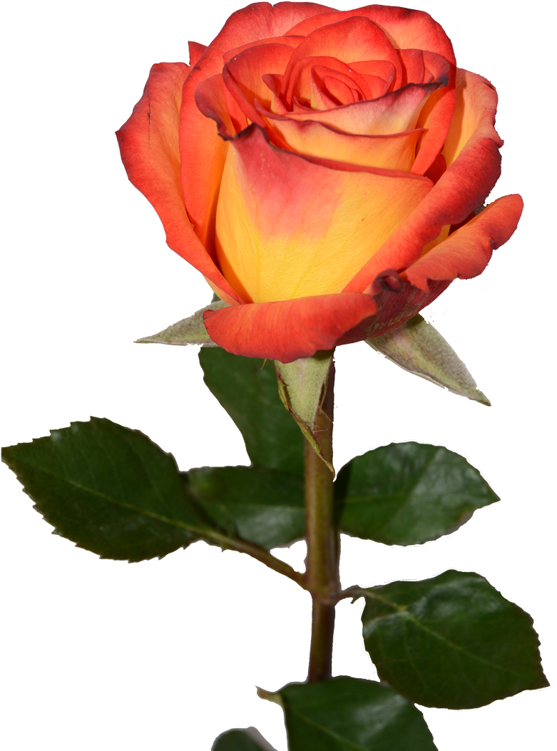 High & Magic - Red Yellow Rose Transparent (900x1137), Png Download