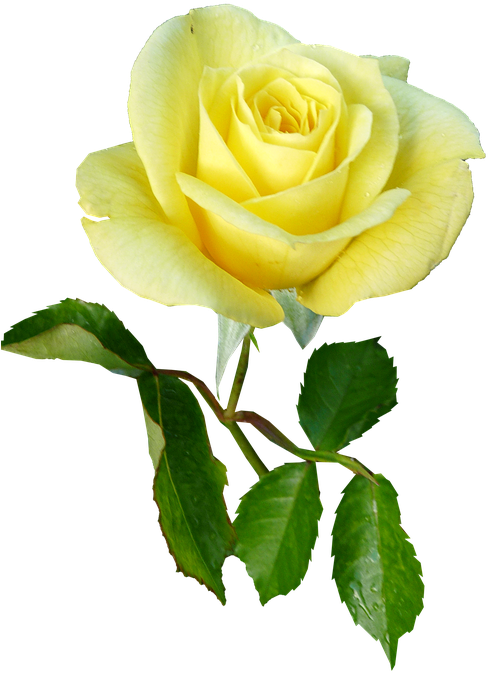 Rose, Yellow, Single Stem, Flower - Enkelt Blomst Med Stilk (494x720), Png Download