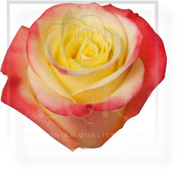 Previous - Garden Roses (768x768), Png Download