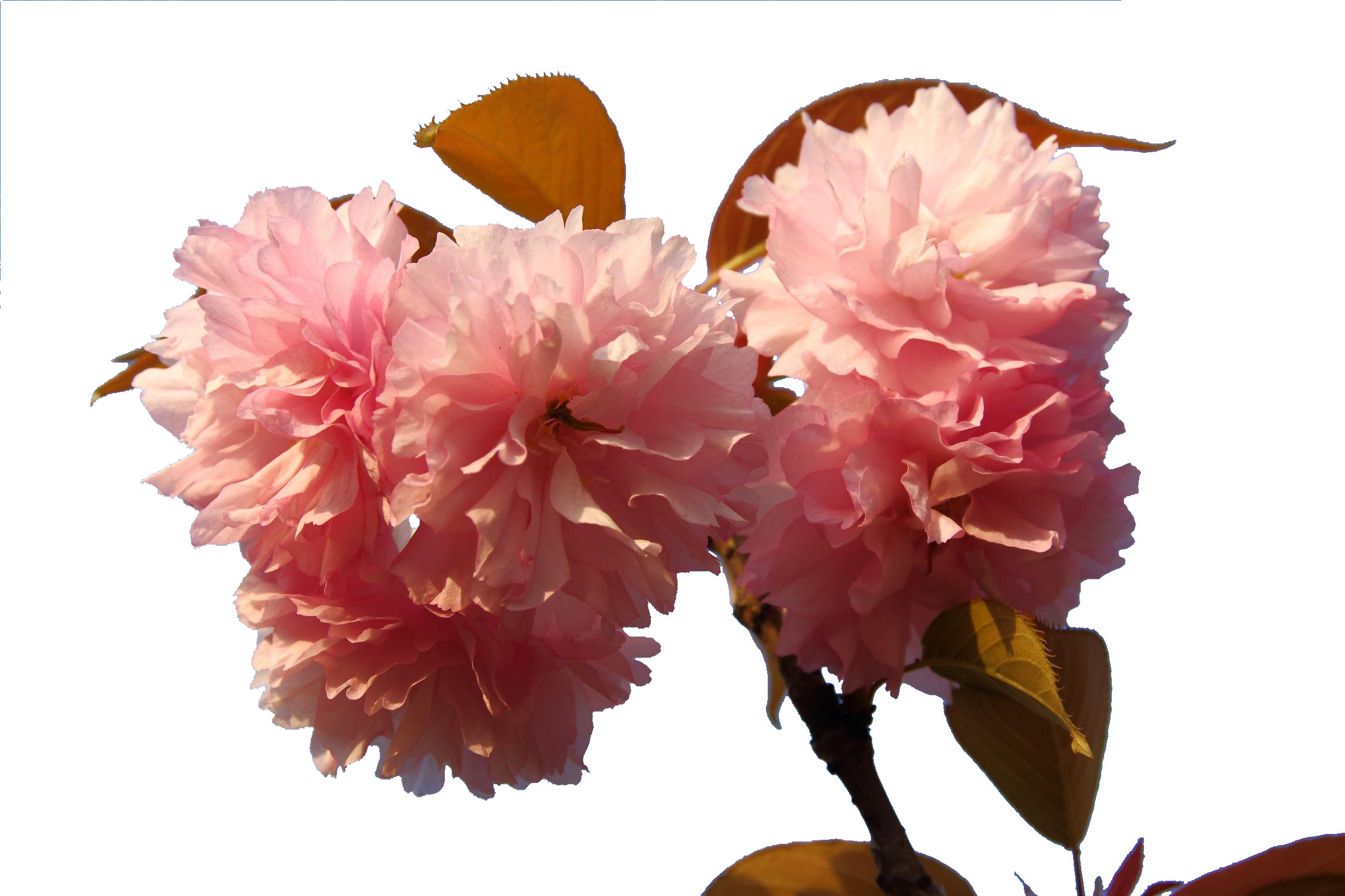 Japan Floral Design Japanese Blossoms Transprent Png - Cherry Blossom (2295x1530), Png Download