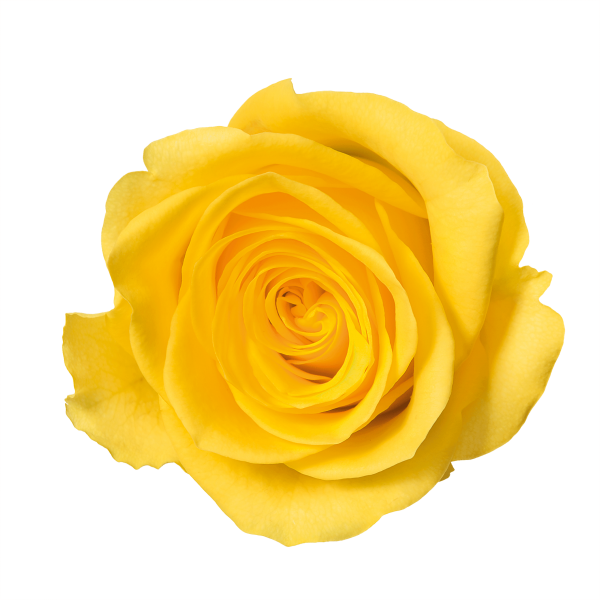 Yellow Rose Png - Flower With No Background (600x600), Png Download