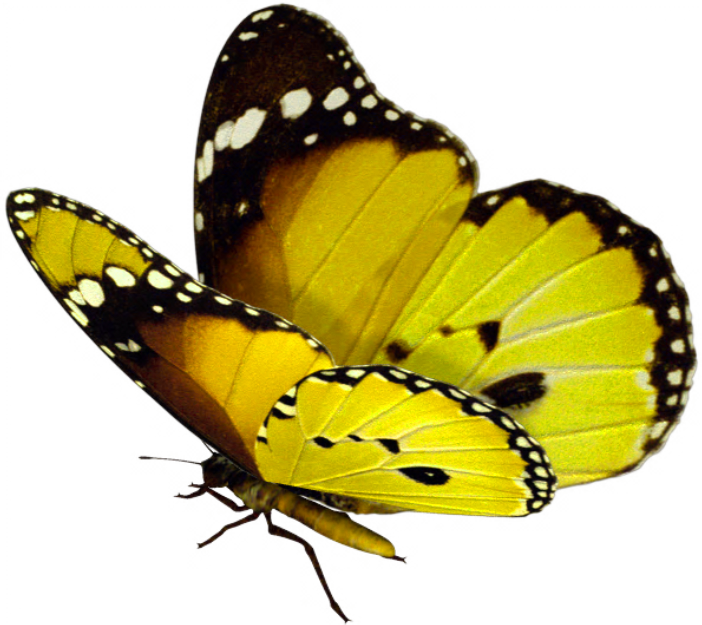 Yellow Butterfly Png - Purple And Pink Butterfly Png (702x625), Png Download