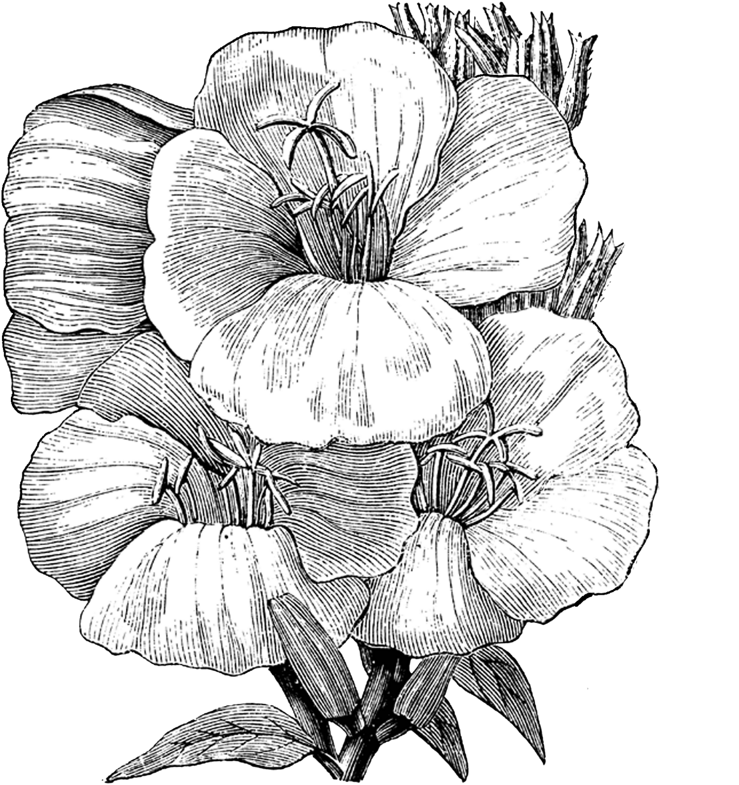 Free Vintage Digital Stamp - Illustration (1505x1600), Png Download