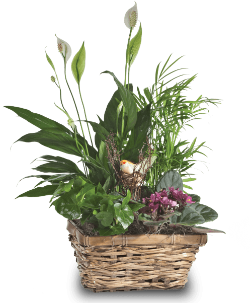 Songbird Planter, Modest - Dish Garden (500x611), Png Download