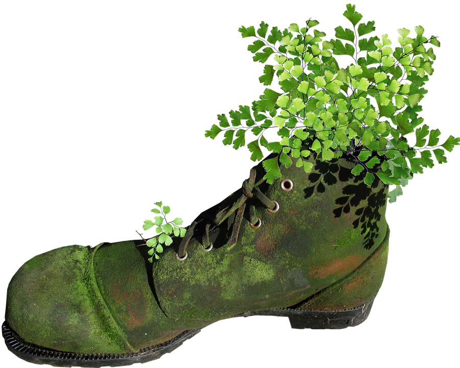 Boot, Old, Mossy, Planter, Fern, Garden, Novelty - Plants (911x720), Png Download