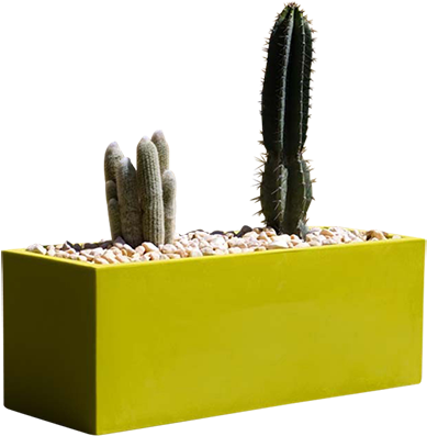 The Chic And Trendy Wall Planter - San Pedro Cactus (516x580), Png Download