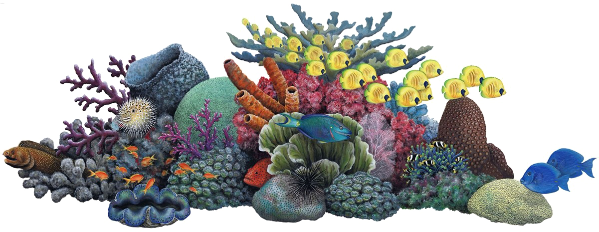 Coral Png Banner Library Stock - Coral Reef Clipart Png (1200x536), Png Download