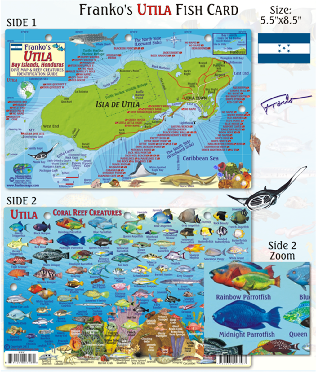 Franko Maps Utila Coral Reef Dive Creature Guide - Franko Maps Utila Honduras Reef Creatures Card (1200x1200), Png Download