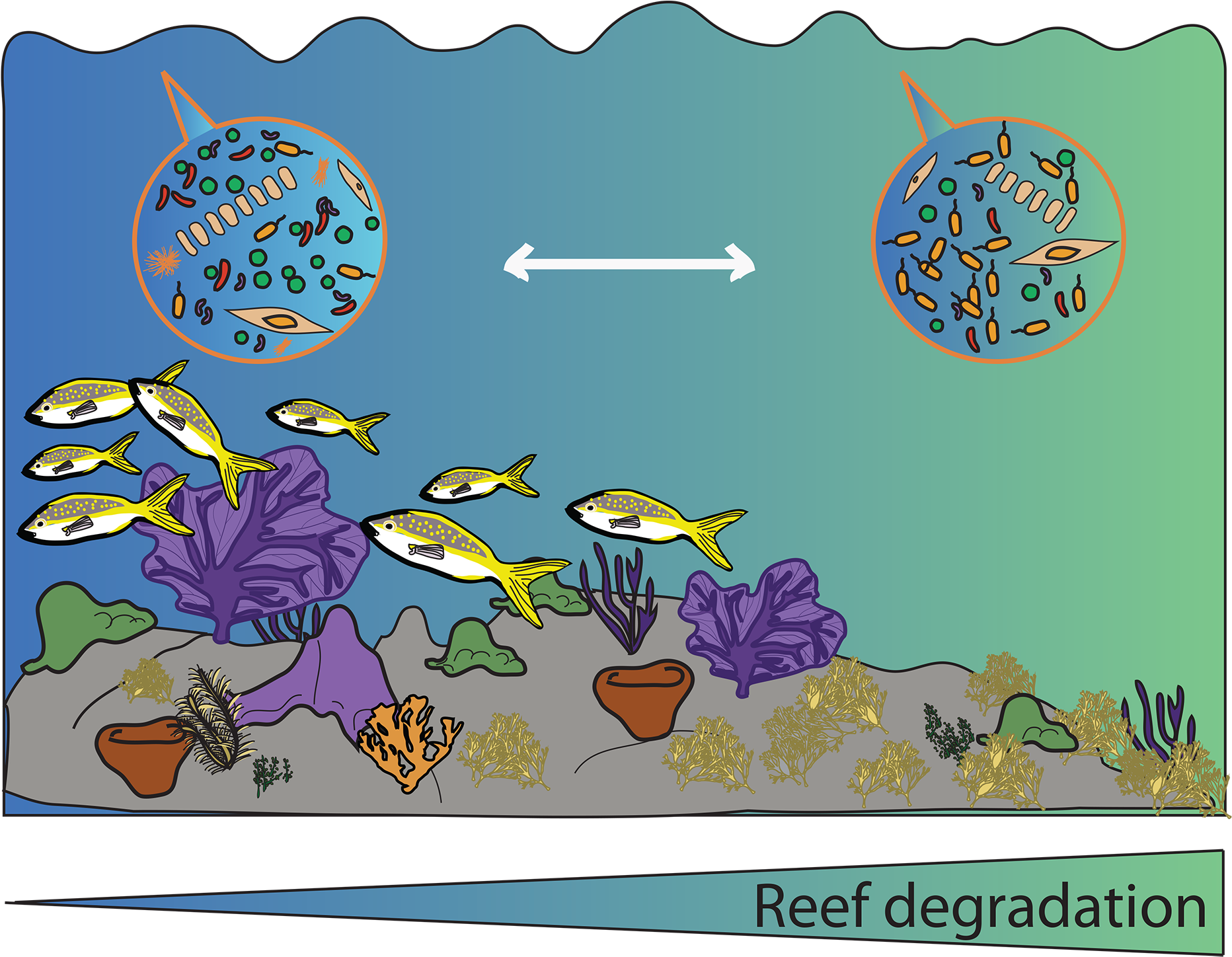 Diagram - Coral (1920x1450), Png Download