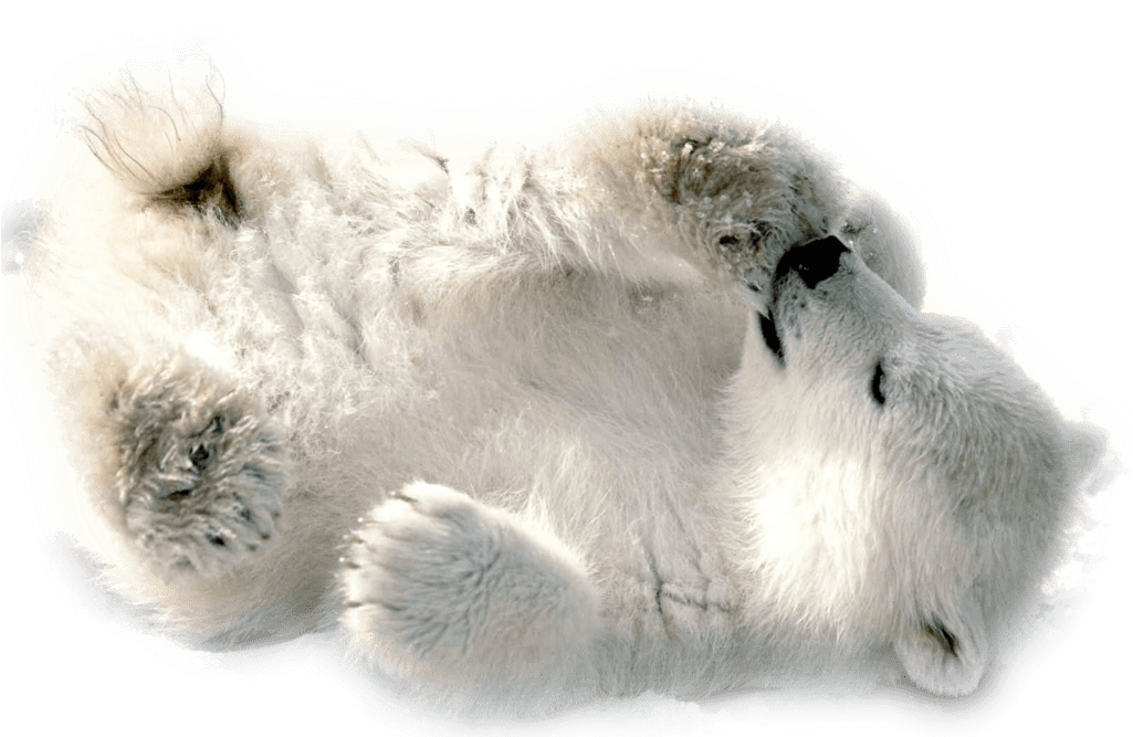 Polar Bear Baby Playing - Polar Bears Png (1024x768), Png Download