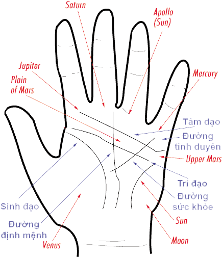 Bói Chỉ Tay, Bói Đường Chỉ Tay - Palm Reading Guide (447x539), Png Download