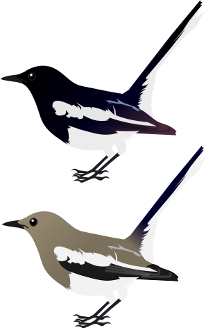 Oriental Magpie Robin - Oriental Magpie Robin Logo (297x472), Png Download