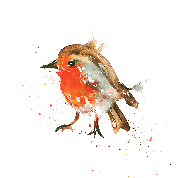 Mr - Robin - European Robin (600x600), Png Download